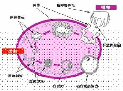 深圳试管婴儿技术中促排卵药物的作用是什么？深圳试管婴儿促排方案的选择如何影响胚胎培养结果？